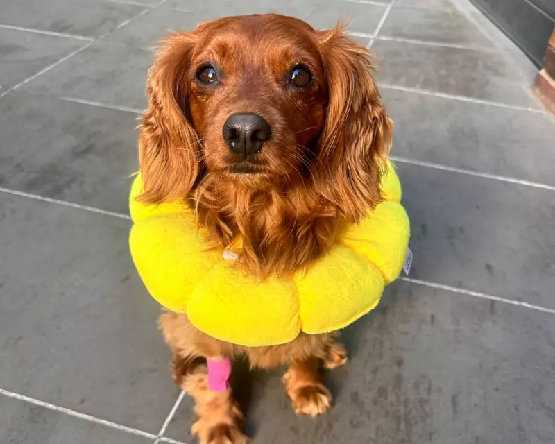 Pet Emergency Crisis: Why Vets Are Struggling to Keep Up with Surging Demand