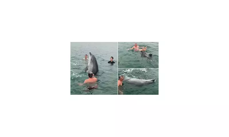 Playful Dolphin Joins Family for Magical Morning Swim in Dorset – A Rare Wildlife Encounter