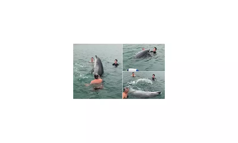 Playful Dolphin Spotted Off Dorset Coast: Expert Reveals What Its Behaviour Really Means