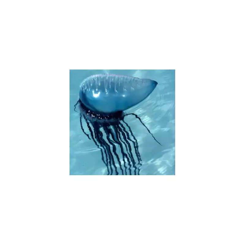 Portugal Bans Swimming Due to Dangerous 'Portuguese Man o' War' Jellyfish Invasion