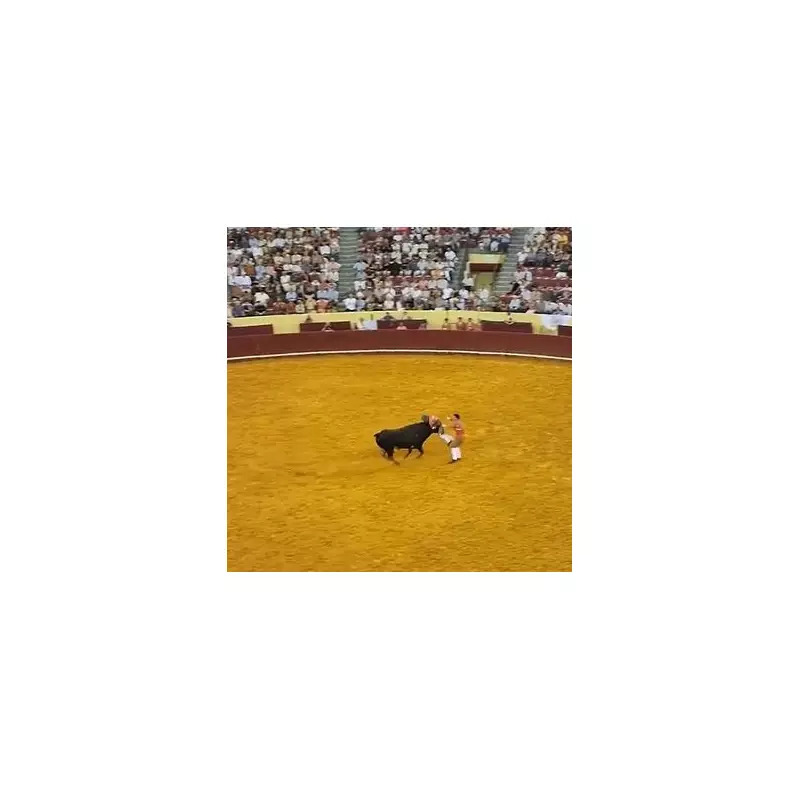 Portuguese Bullfighter Gored in Shocking Arena Horror: 'Toro' Rampage Leaves Star Fighter Hospitalised