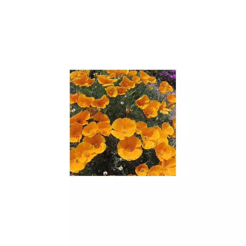 Professional Gardener Reveals the Most Beautiful Plants for Your Garden in 2024