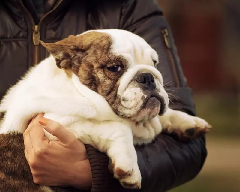 Puppy Fat Jabs: Are Weight-Loss Drugs the Next Big Thing for Our Pets?