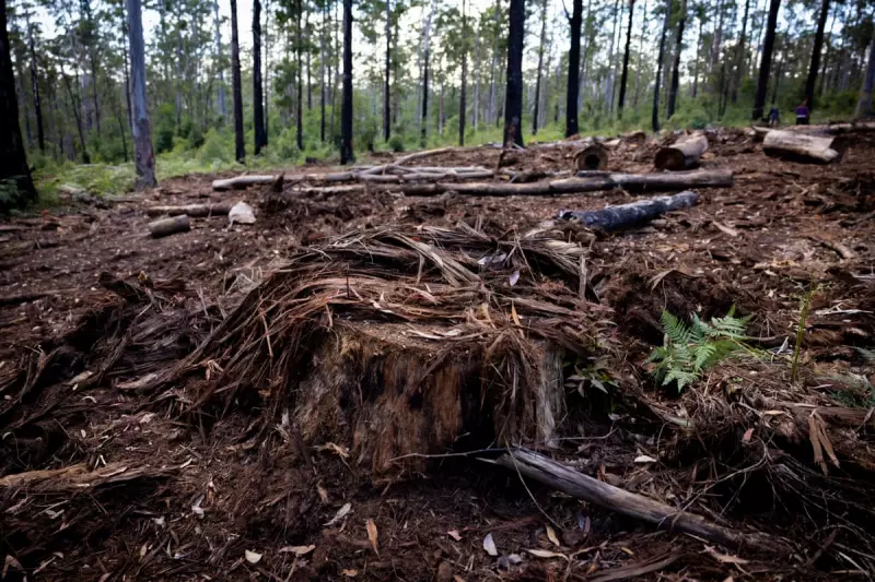 Queensland Named Australia's Deforestation Capital – Conservationists Sound Alarm