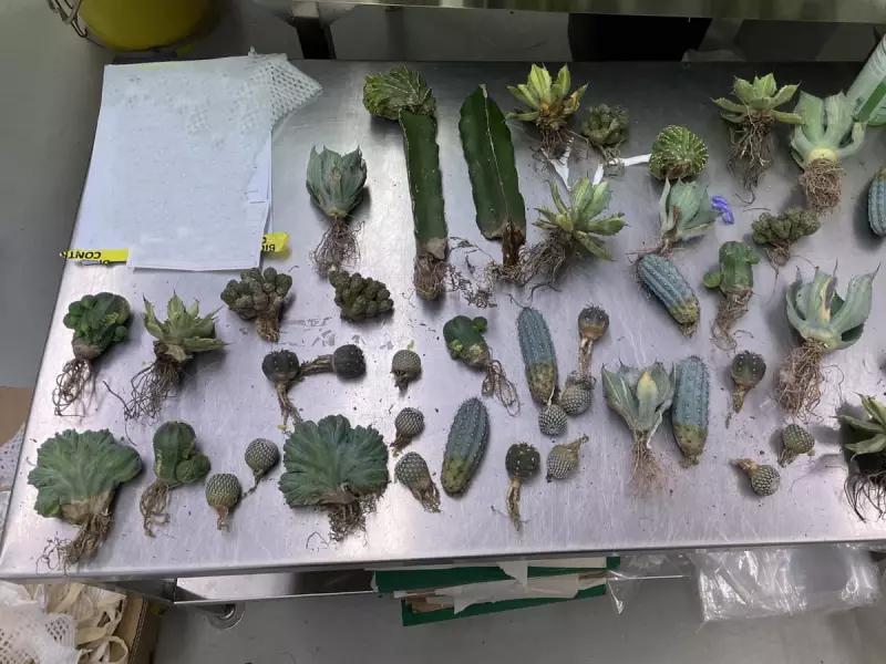 Queensland Woman Jailed for Smuggling Rare Cacti: A Bizarre Case of Illegal Plant Trade