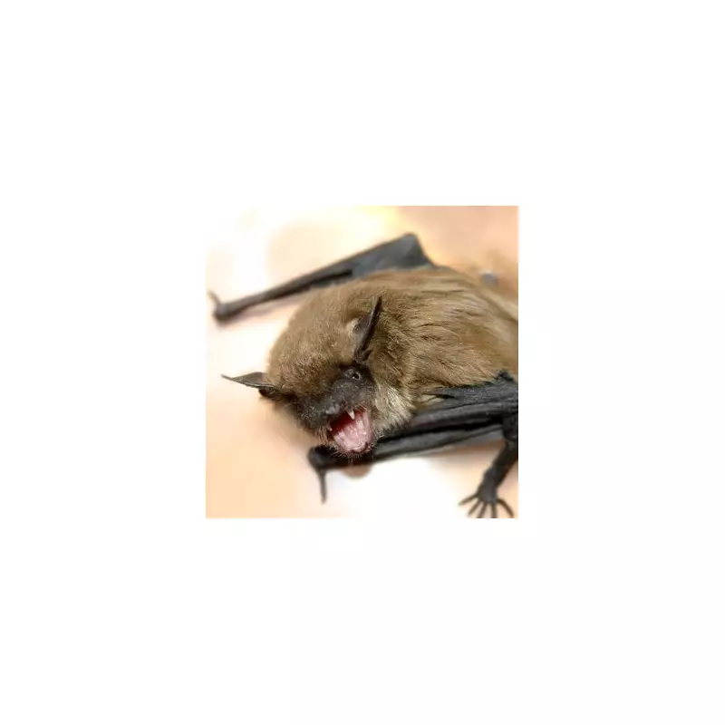 Rabies Alert: Hundreds at Risk After Infected Dog Bites Children in the US