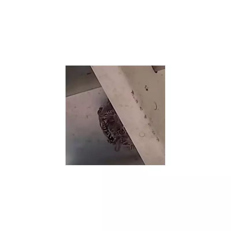 Radioactive Wasp Nest Sparks Urgent Cleanup at US Nuclear Site