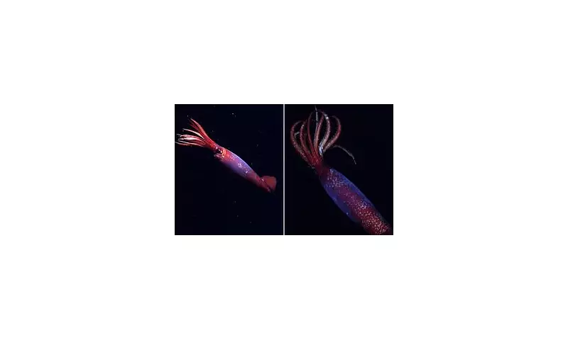 Rare Antarctic Phantom Squid Captured on Camera in Mesmerising Deep-Sea Footage