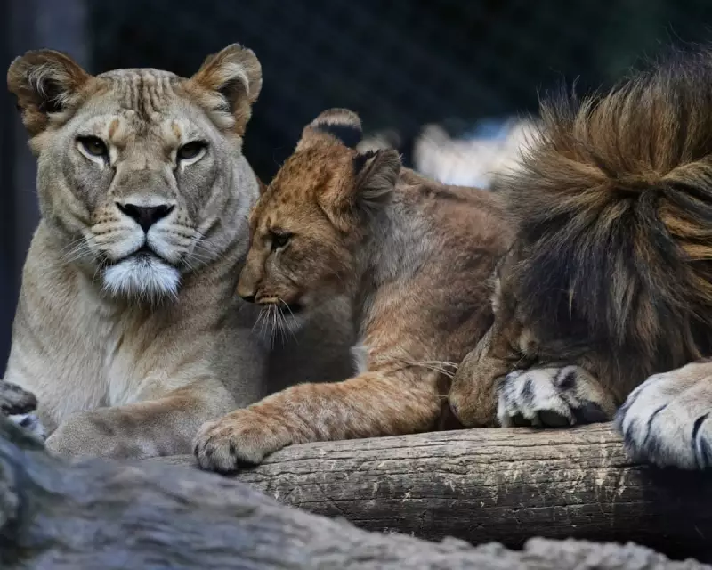Rare Barbary Lion Cubs Born at Czech Zoo: A Conservation Milestone