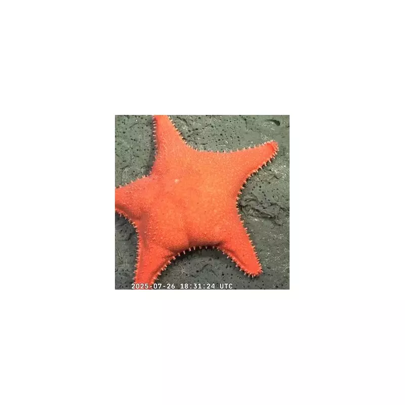 Rare Deep-Sea Starfish Captured on Camera in Stunning Underwater Footage