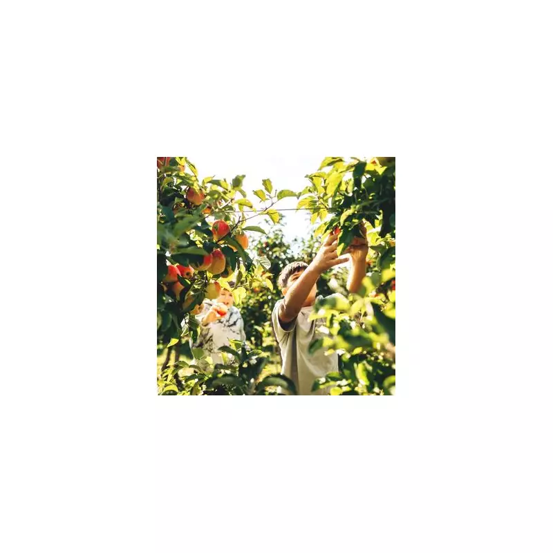 Rare 'Family' Apple Tree That Grows Six Varieties Hits the Market – A Gardener's Dream!