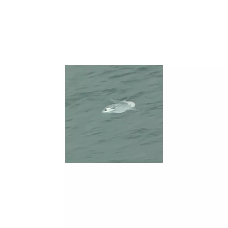 Rare Giant Ocean Sunfish Stuns Beachgoers on UK Coast – See the Incredible Photos!
