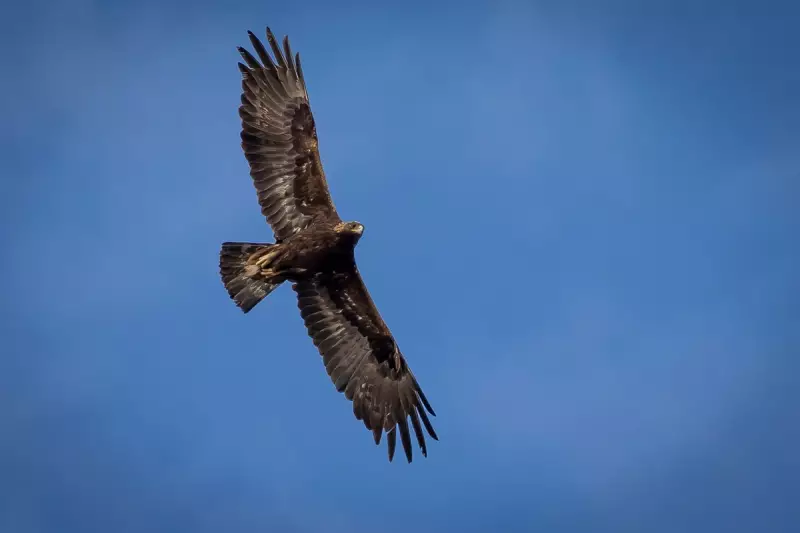 Rare Golden Eagle Spotted in England for First Time in Years – A Conservation Triumph
