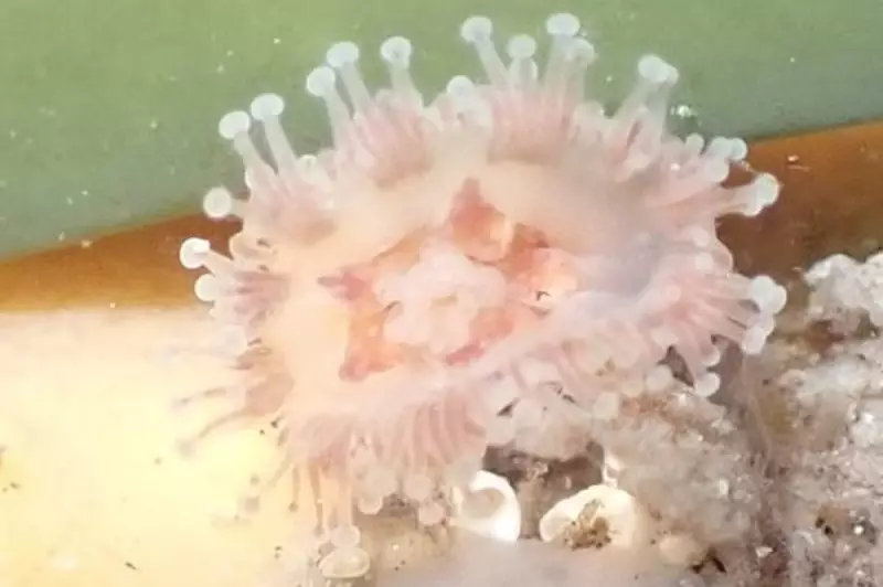 Rare Jellyfish Thought Extinct Rediscovered in Scotland's Outer Hebrides