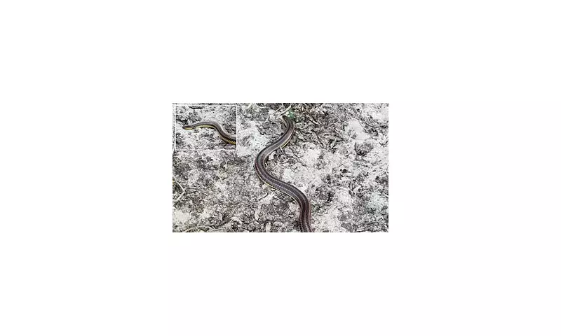 Rare Rainbow Snake Spotted in Florida After 50 Years – A Stunning Natural Wonder!