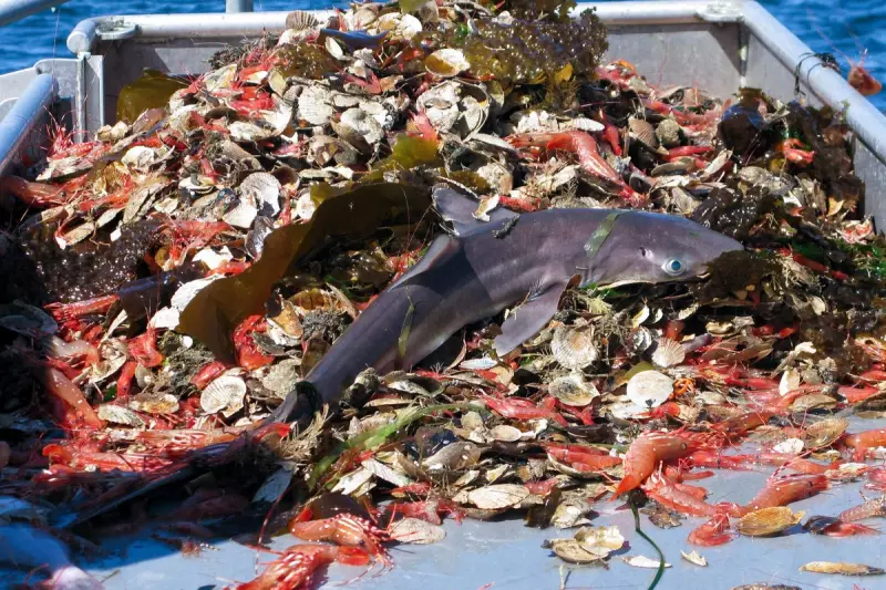 Rare 'Sailback Houndshark' Discovered in UK Waters: Marine Biology Breakthrough