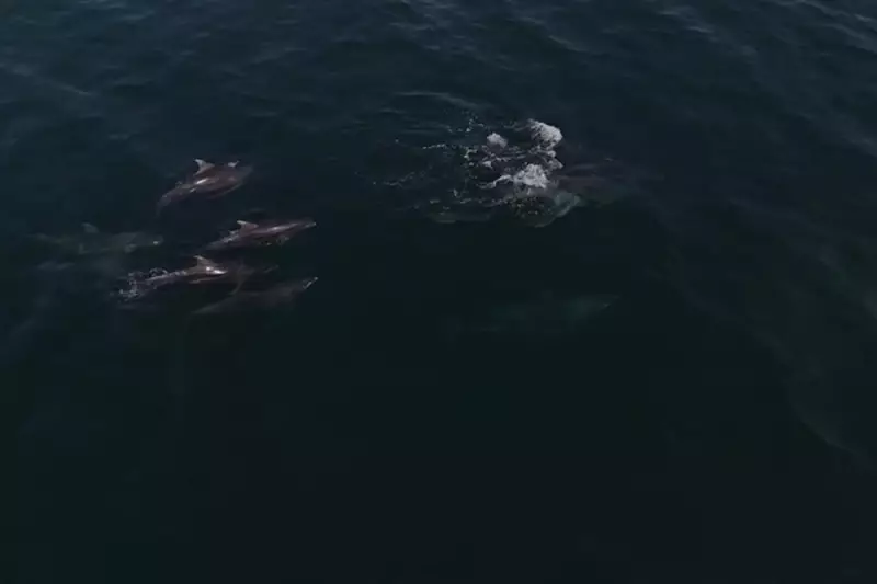Rare Sighting: Dolphins Delight Crowds at North Tyneside Beach – Watch the Stunning Video