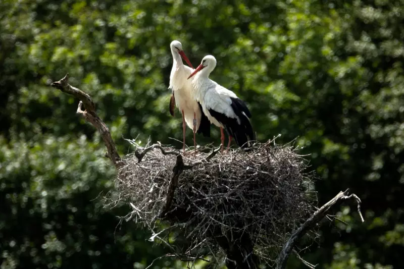 Rare White Storks Spotted Nesting in London for the First Time in Centuries