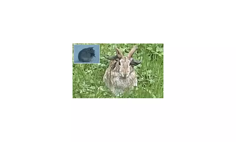 Scientists Create 'Frankenstein Rabbits' with Tentacles in Bizarre Genetic Experiment