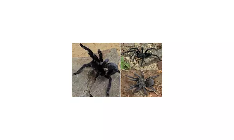 Scientists Discover Tarantula with Exceptionally Long Genitalia – A Breakthrough in Spider Mating Research