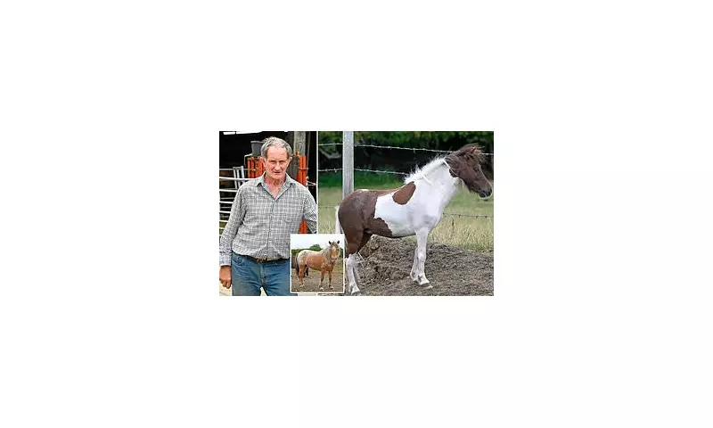 Shetland Ponies Stolen from National Park in Brazen Theft – Police Hunt Travellers