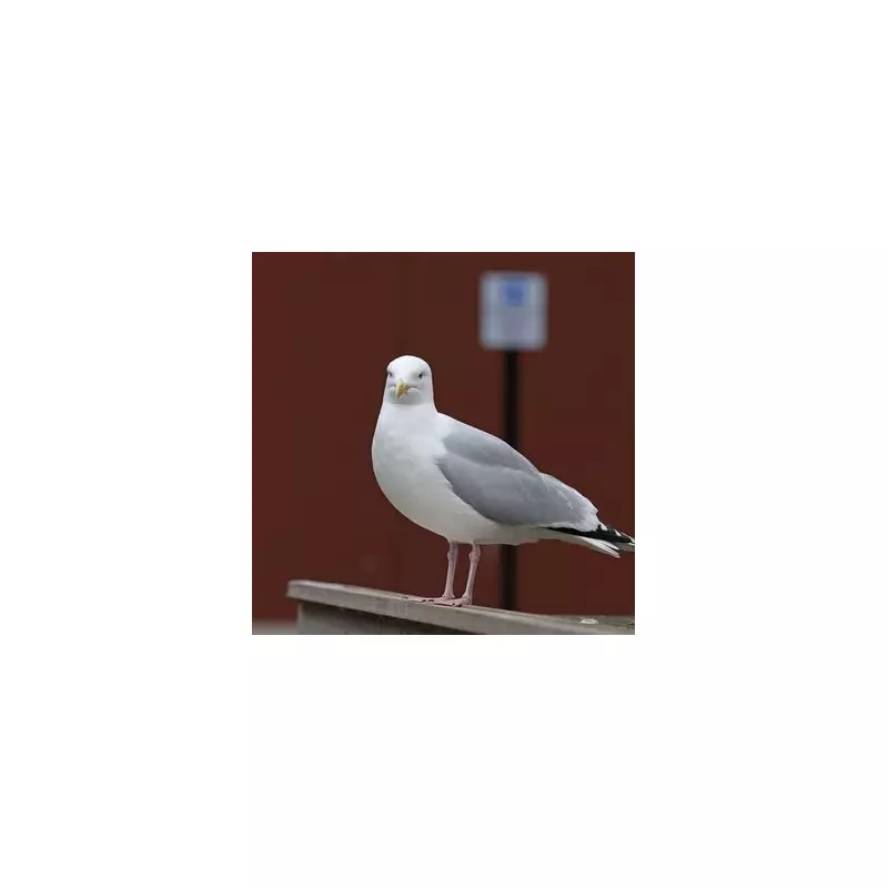 Shocking CCTV Footage Reveals Cruelty as RSPCA Appeals for Help in Disturbing Case