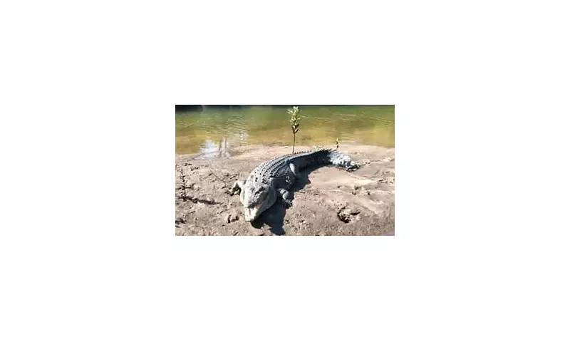 Shocking Discovery: 'Big John' the Giant Crocodile Found Decapitated in Mysterious Circumstances