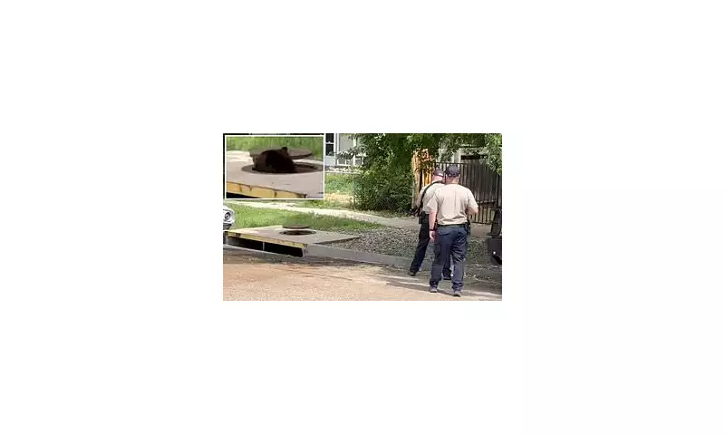Shocking Moment: Bears Spotted Emerging from Manhole in Colorado Suburb