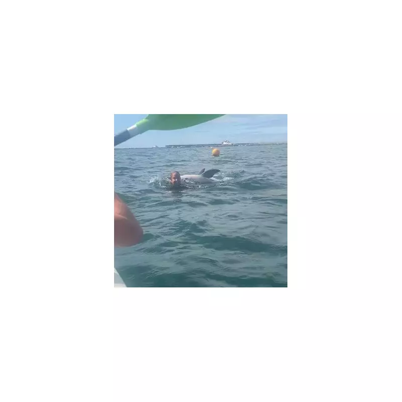 Shocking Moment Dolphin Turns Aggressor: Swimmers in Peril Off Cornish Coast