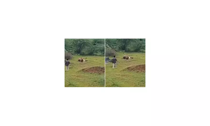 Shocking Moment Lion Lunges at Tourist Who Interrupted Its Meal – Close Call Caught on Camera