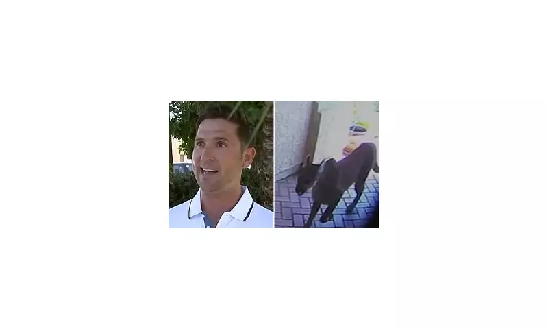 Shocking Moment: Mountain Lion Invades California Home and Takes a Dip in the Pool!