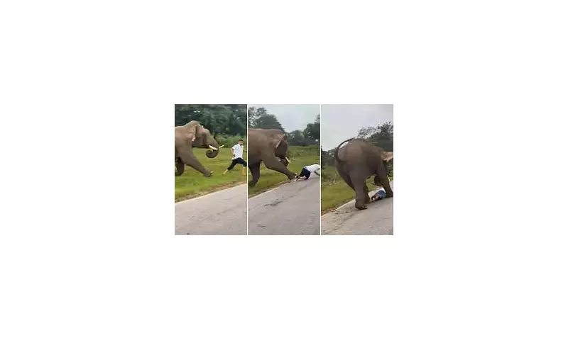 Shocking Moment: Tourist Nearly Trampled by Charging Elephant While Attempting Risky Selfie