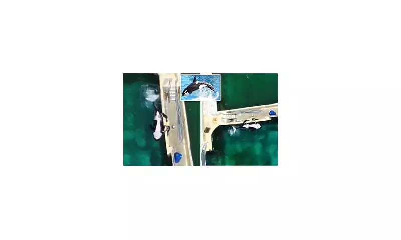 Shocking Video Exposes French Marine Park's Disturbing Orca 'Stimulation' Practice | Outrage Ensues