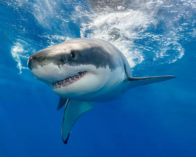 Silent Threat to Sharks: Ocean Acidification Eroding Teeth and Disrupting Feeding