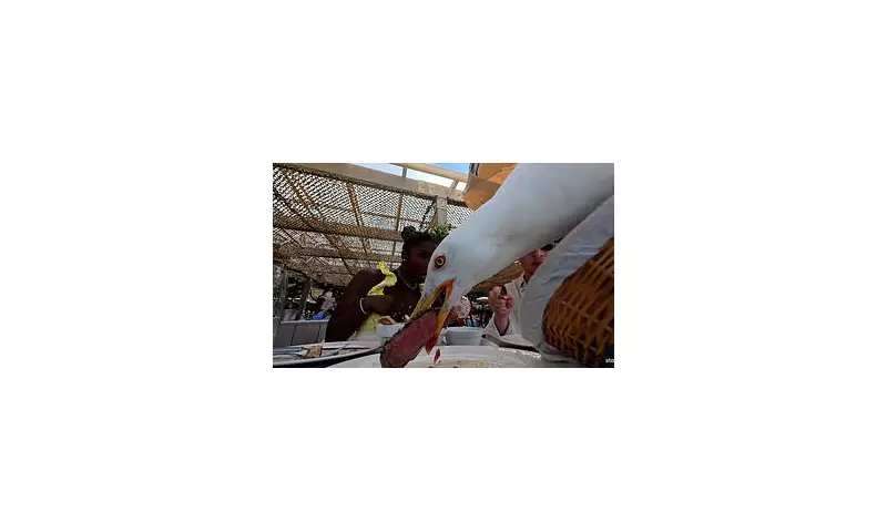 Sneaky Seagull Steals Steak from Diner's Plate at Upscale Restaurant – Watch the Shocking Moment!