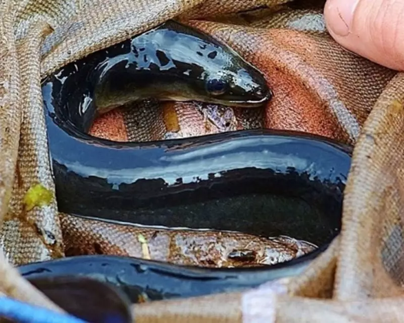 Somerset's Vanishing Eels: How Ancient Folklore and Modern Science Are Uniting to Save a Species