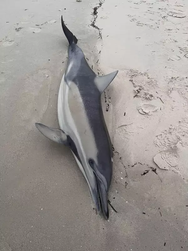 South Australia's Algal Bloom Crisis: Albanese Government Faces Black Summer-Scale Emergency