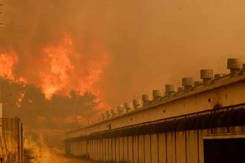 Spain Battles Deadly Wildfires as Heatwave Scorches Europe