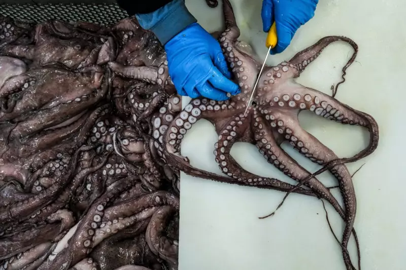 Spain's Octopus Fishing Ban Sparks Outrage Among Galician Fishermen