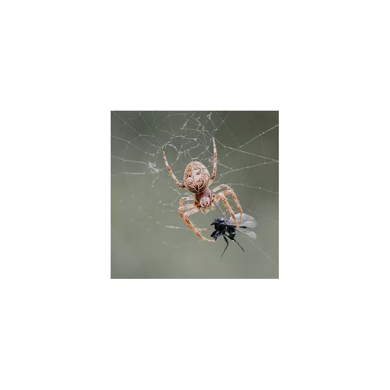 Spider Mating Season Is Here – Why You're Seeing More Eight-Legged Guests in Your Home