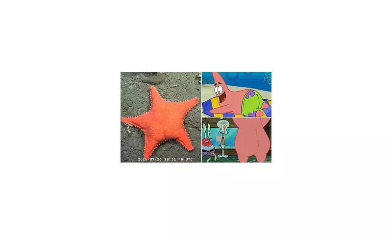 SpongeBob and Patrick Star's Ancestor? Scientists Discover 100-Million-Year-Old Sea Creature with a Big Bottom