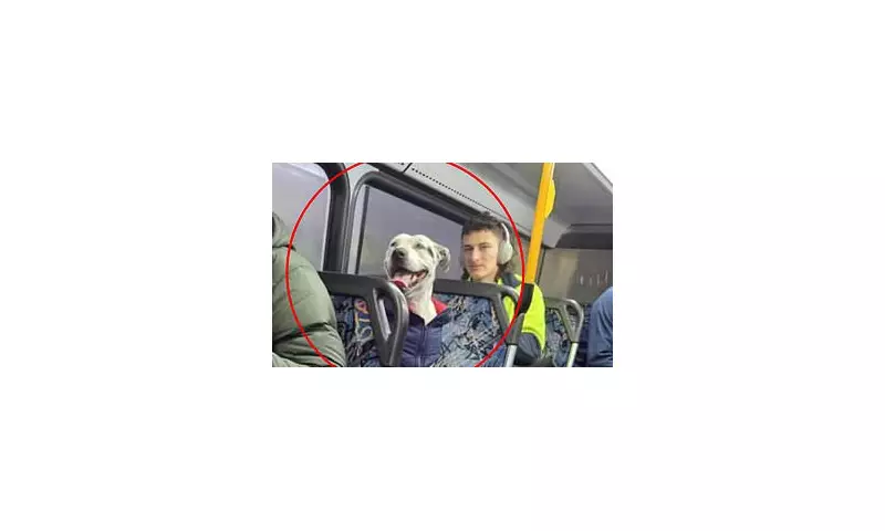 Sydney's Clever Canine Stuns Commuters by Boarding Bus Alone – Heartwarming Twist Revealed!