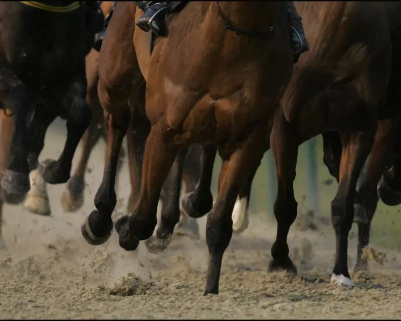Tasmanian Horse Trainer Fined for Animal Cruelty After Whipping Racehorse