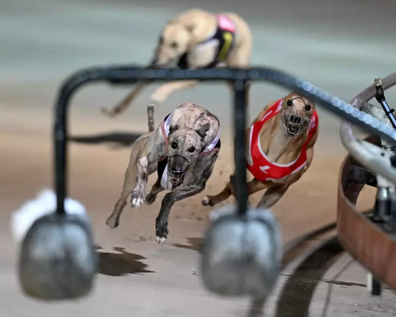 Tasmanian Premier Pledges to Ban Greyhound Racing in Bid to Secure Minority Government Support
