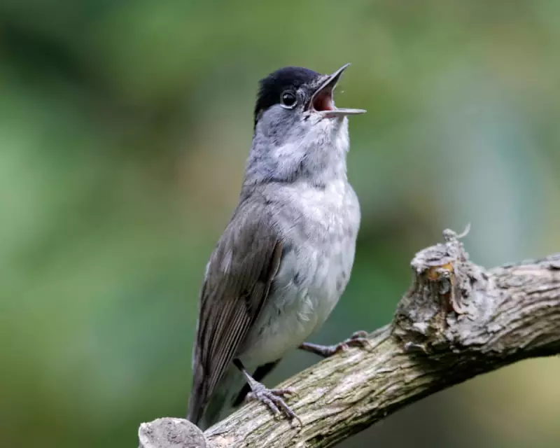 The Enchanting Late-Season Songster: Nature's Mysterious Melody