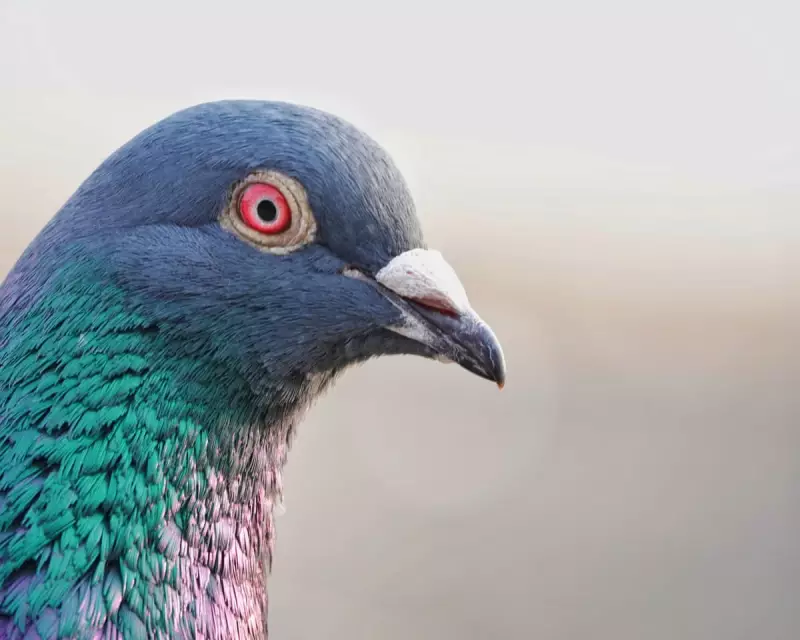 The Forgotten Love Affair: How Pigeons Once Ruled Our Hearts and Cities