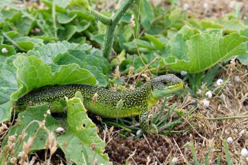 The Green Lizard: A Misunderstood Marvel of British Wildlife