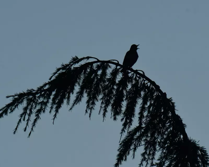 The Haunting Silence of Summer: A Country Diary's Call to Listen