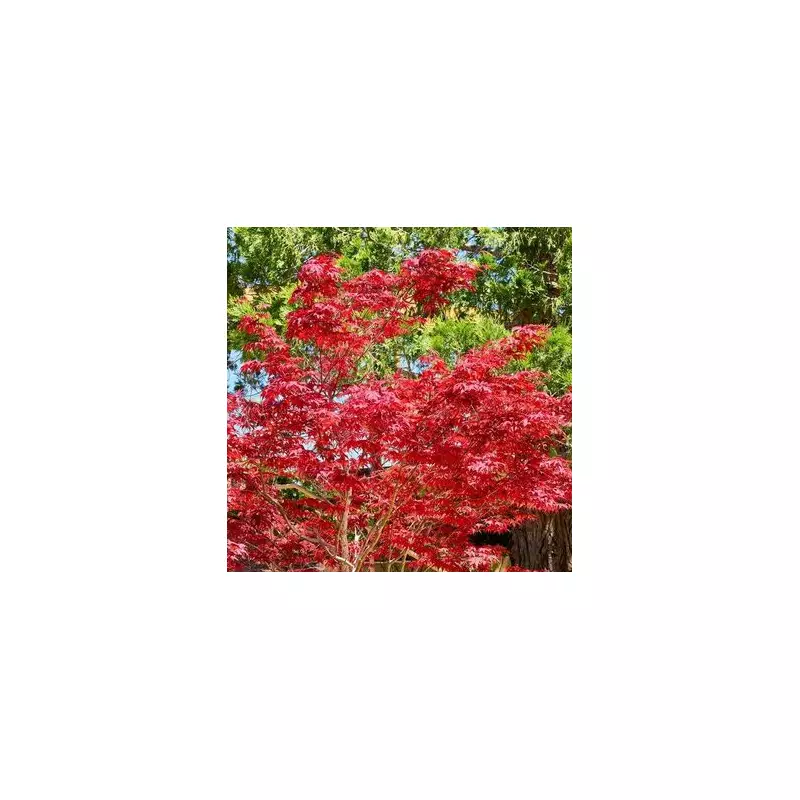 The One Simple Trick to Keep Your Japanese Maple Thriving | Expert Advice