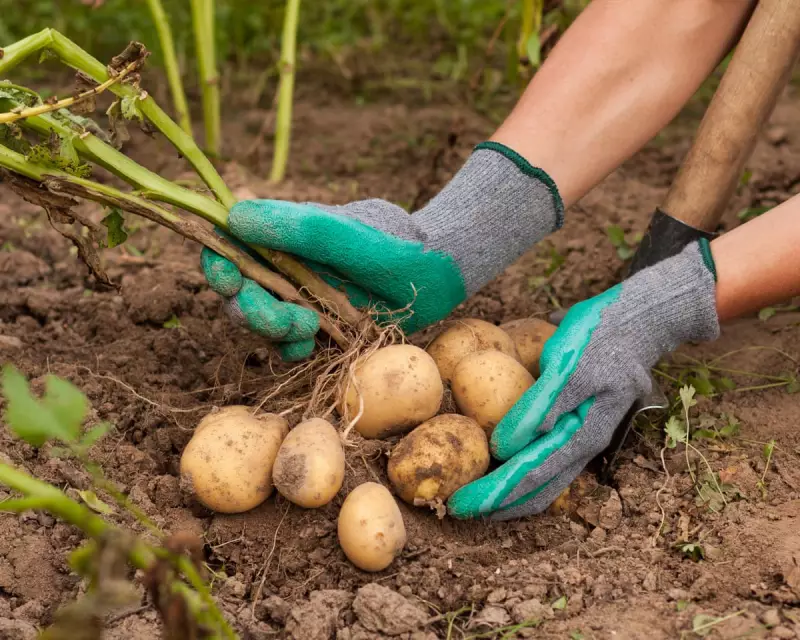 The Secret to Perfect Roast Potatoes: A Chef’s Controversial Method Revealed
